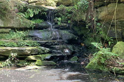 Lilly Pilly Falls